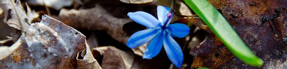 blue-flowergr2.jpg